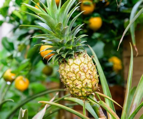 Which of the following is not a reward of being a health care worker? And why do pineapples never get invited to fruit parties?